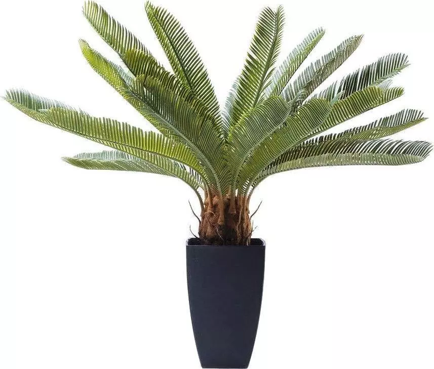 Kare Design :: Sztuczna roślina dekoracyjna Cycas Tree 40x78 cm