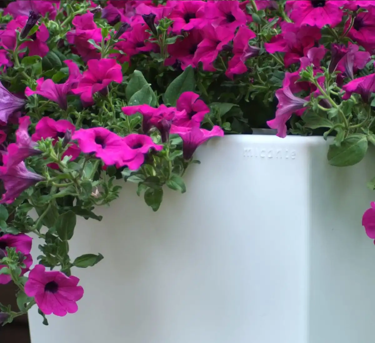 Micante :: Bowl Lidia 71x35