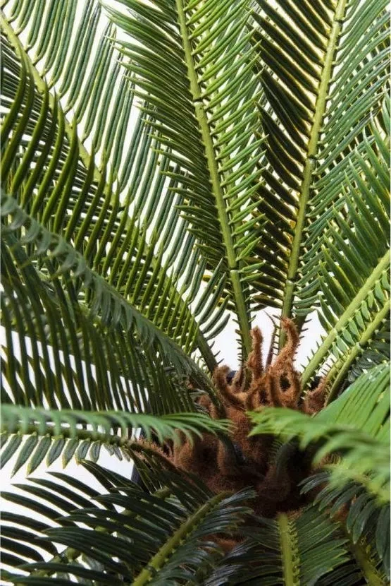Kare Design :: Sztuczna roślina dekoracyjna Cycas Tree 40x78 cm