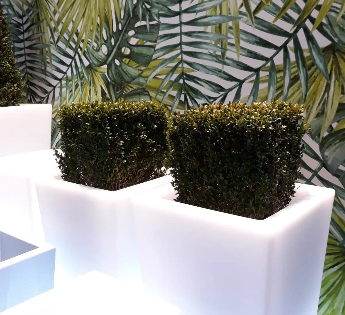 Micante :: Bowl Lidia 71x35