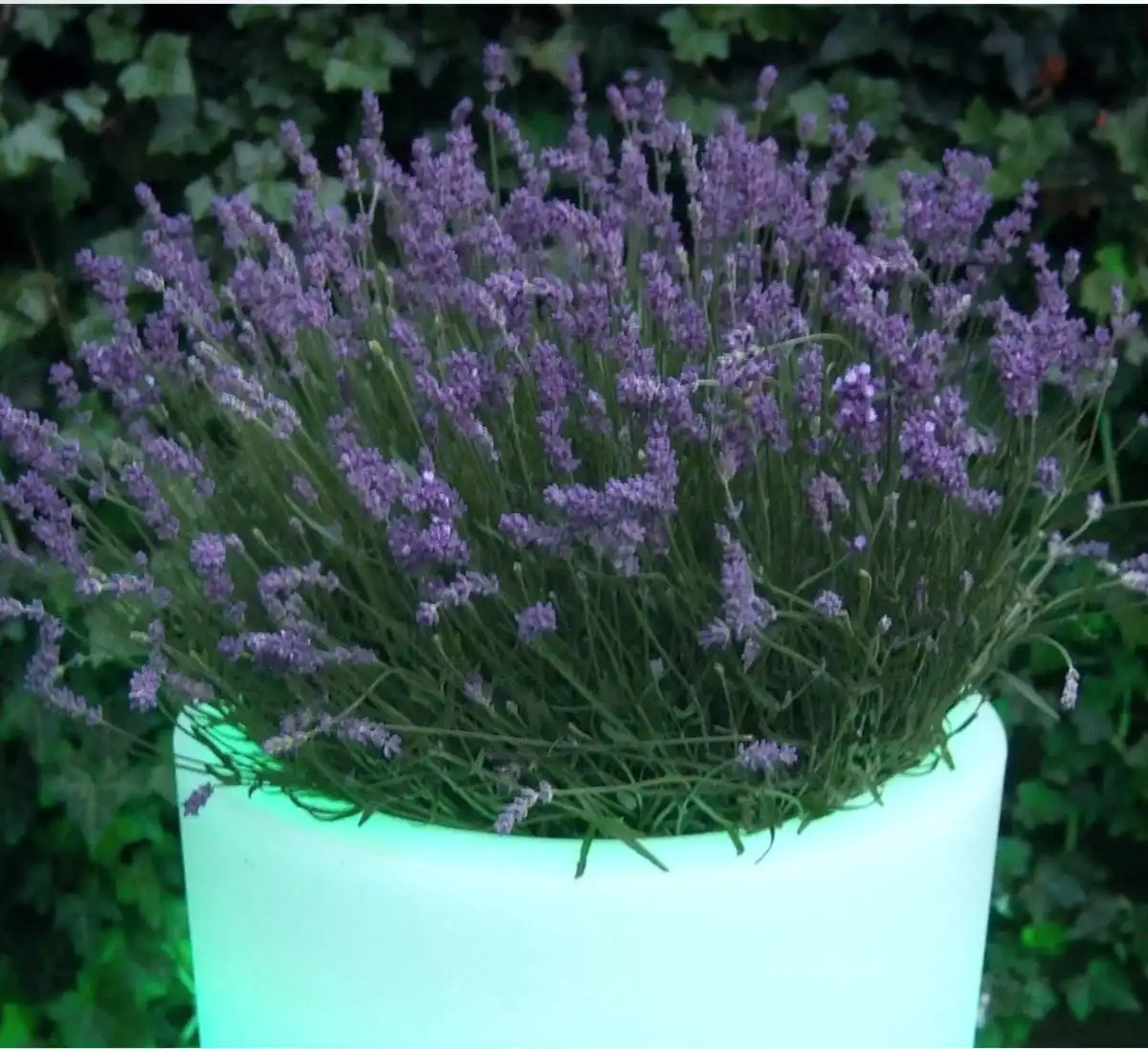 Micante :: Topf aus Plastik Bella beleuchtet Durchmesser 38 weiß