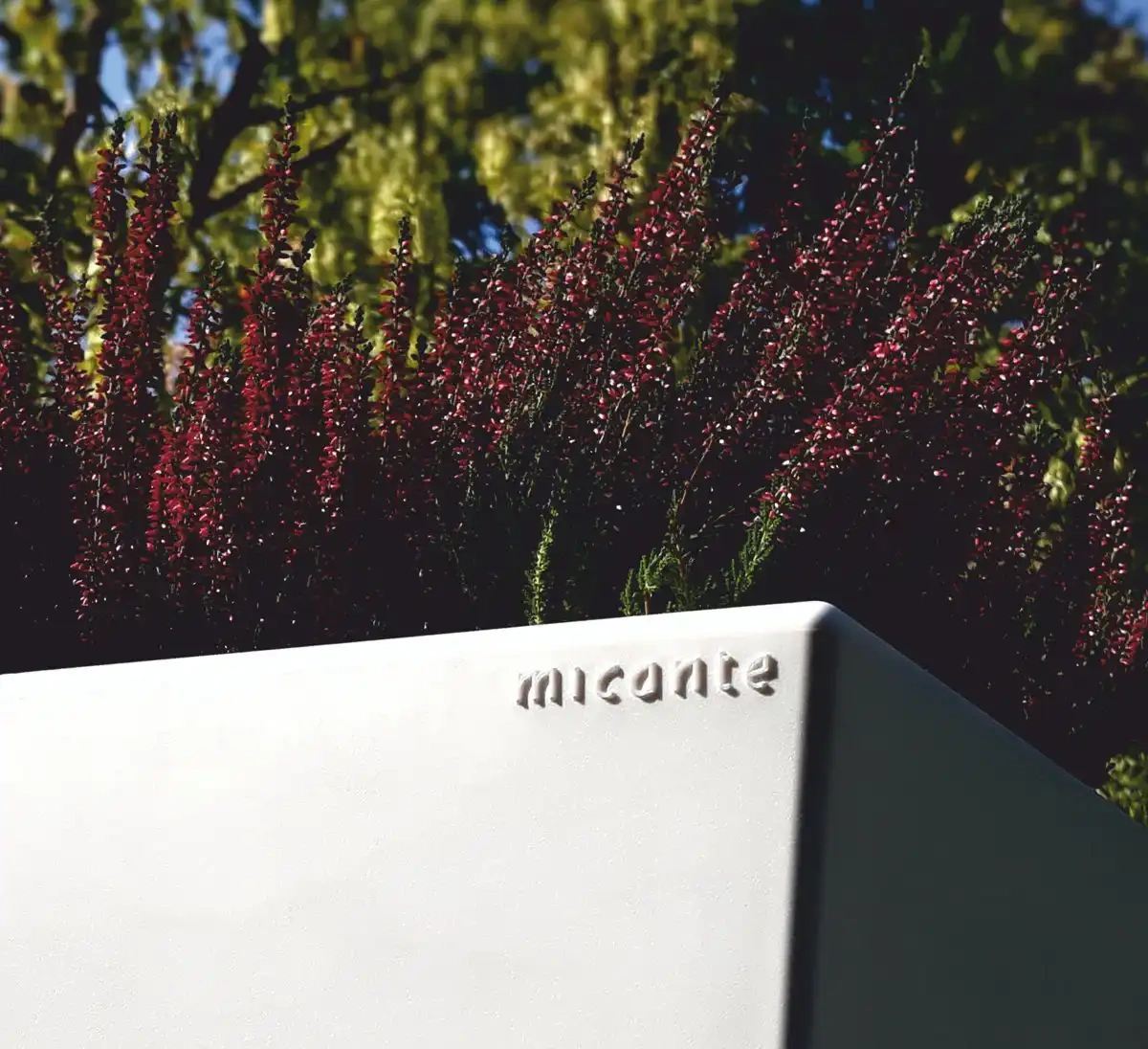 Micante :: Bowl Lidia 71x35